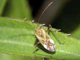 Adelphocoris lineolatus