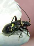 Calocoris sp.