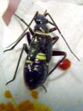 Calocoris sp.