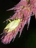 Calocoris norwegicus