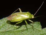 Calocoris norwegicus