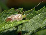 Calocoris norwegicus