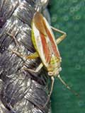 Calocoris norwegicus