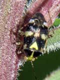 Liocoris tripustulatus