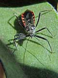 Himacerus apterus