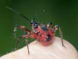 Rhynocoris annulatus