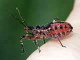 Rhynocoris annulatus