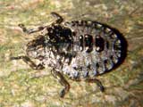 Coreidae