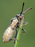 Ceraleptus lividus