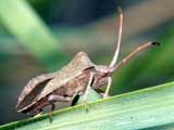 Coreus marginatus