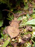 Coreus marginatus