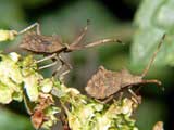 Coreus marginatus