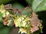 Coreus marginatus