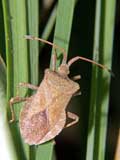 Coreus marginatus