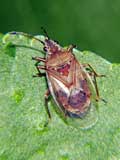 Kleidocerys resedae