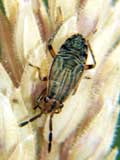 Peritrechus