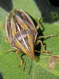 Aelia acuminata