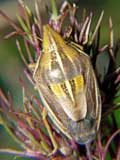 Aelia acuminata