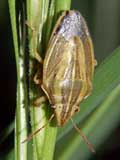 Aelia cognata