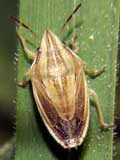 Aelia cognata