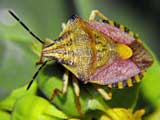 Carpocoris pudicus