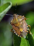 Carpocoris purpureipennis