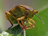 Carpocoris purpureipennis