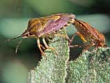 Carpocoris purpureipennis