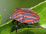 Graphosoma lineatum