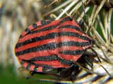 Graphosoma lineatum