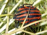 Graphosoma lineatum