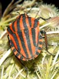 Graphosoma lineatum