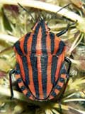 Graphosoma lineatum