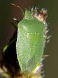 Nezara viridula