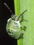 Palomena sp.