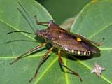 Pentatoma rufipes