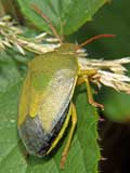 Pizedorus lituratus