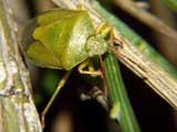 Pizedorus lituratus