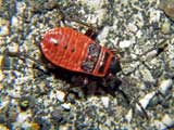 Pyrrhocoris apterus