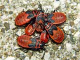 Pyrrhocoris apterus