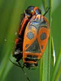 Pyrrhocoris apterus