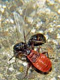 Pyrrhocoris apterus