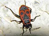 Pyrrhocoris apterus