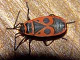 Pyrrhocoris apterus