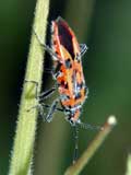 Corizus hyoscyami