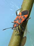 Corizus hyoscyami