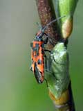 Corizus hyoscyami