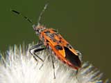 Corizus hyoscyami