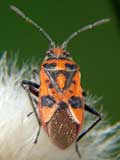 Corizus hyoscyami