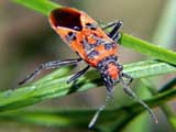 Corizus hyoscyami